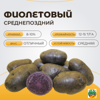 ФИОЛЕТОВЫЙ ФИОЛЕТОВЫЙ