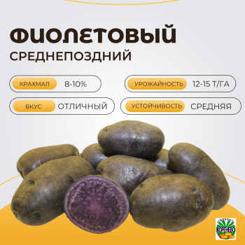ФИОЛЕТОВЫЙ