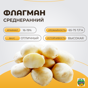 ФЛАГМАН ФЛАГМАН