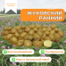 ЖУКОВСКИЙ РАННИЙ