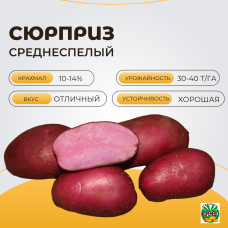 СЮРПРИЗ