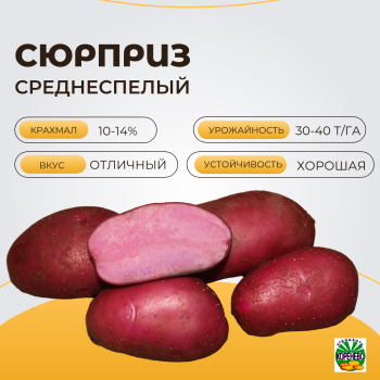 СЮРПРИЗ СЮРПРИЗ