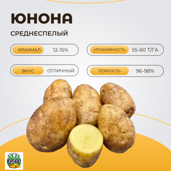 ЮНОНА